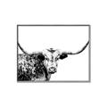 Picture of Jackson, The Bull  _GroupedProduct_Rectangle_Landscape_Photography _GroupedProduct_Rectangle_Landscape_Canvas_Framed_