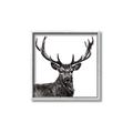 Picture of James, the Stag  _GroupedProduct_Square_Photography _GroupedProduct_Square_Canvas_Framed_