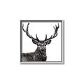 Picture of James, the Stag  _GroupedProduct_Square_Photography _GroupedProduct_Square_Canvas_Framed_