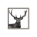 Picture of James, the Stag  _GroupedProduct_Square_Photography _GroupedProduct_Square_Canvas_Framed_