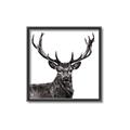 Picture of James, the Stag  _GroupedProduct_Square_Photography _GroupedProduct_Square_Canvas_Framed_