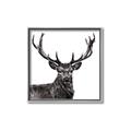 Picture of James, the Stag  _GroupedProduct_Square_Photography _GroupedProduct_Square_Canvas_Framed_