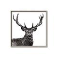 Picture of James, the Stag  _GroupedProduct_Square_Photography _GroupedProduct_Square_Canvas_Framed_