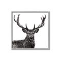 Picture of James, the Stag  _GroupedProduct_Square_Photography _GroupedProduct_Square_Canvas_Framed_