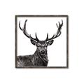 Picture of James, the Stag  _GroupedProduct_Square_Photography _GroupedProduct_Square_Canvas_Framed_
