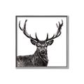 Picture of James, the Stag  _GroupedProduct_Square_Photography _GroupedProduct_Square_Canvas_Framed_