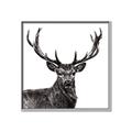 Picture of James, the Stag  _GroupedProduct_Square_Photography _GroupedProduct_Square_Canvas_Framed_