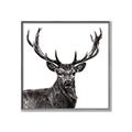 Picture of James, the Stag  _GroupedProduct_Square_Photography _GroupedProduct_Square_Canvas_Framed_