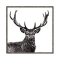 Picture of James, the Stag  _GroupedProduct_Square_Photography _GroupedProduct_Square_Canvas_Framed_