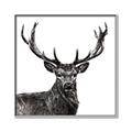 Picture of James, the Stag  _GroupedProduct_Square_Photography _GroupedProduct_Square_Canvas_Framed_