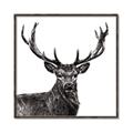 Picture of James, the Stag  _GroupedProduct_Square_Photography _GroupedProduct_Square_Canvas_Framed_