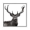 Picture of James, the Stag  _GroupedProduct_Square_Photography _GroupedProduct_Square_Canvas_Framed_