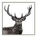 Picture of James, the Stag  _GroupedProduct_Square_Photography _GroupedProduct_Square_Canvas_Framed_