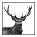 Picture of James, the Stag  _GroupedProduct_Square_Photography _GroupedProduct_Square_Canvas_Framed_