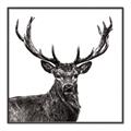 Picture of James, the Stag  _GroupedProduct_Square_Photography _GroupedProduct_Square_Canvas_Framed_