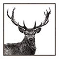 Picture of James, the Stag  _GroupedProduct_Square_Photography _GroupedProduct_Square_Canvas_Framed_
