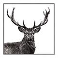 Picture of James, the Stag  _GroupedProduct_Square_Photography _GroupedProduct_Square_Canvas_Framed_