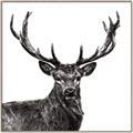 Picture of James, the Stag  _GroupedProduct_Square_Photography _GroupedProduct_Square_Canvas_Framed_