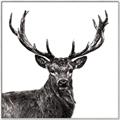 Picture of James, the Stag  _GroupedProduct_Square_Photography _GroupedProduct_Square_Canvas_Framed_