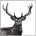 Picture of James, the Stag  _GroupedProduct_Square_Photography _GroupedProduct_Square_Canvas_Framed_