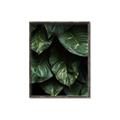Picture of Jungle Leaves  _GroupedProduct_Rectangle_Portrait_Photography _GroupedProduct_Rectangle_Portrait_Canvas_Framed_