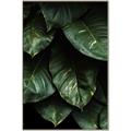 Picture of Jungle Leaves  _GroupedProduct_Rectangle_Portrait_Photography _GroupedProduct_Rectangle_Portrait_Canvas_Framed_
