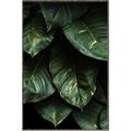 Picture of Jungle Leaves  _GroupedProduct_Rectangle_Portrait_Photography _GroupedProduct_Rectangle_Portrait_Canvas_Framed_