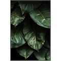 Picture of Jungle Leaves  _GroupedProduct_Rectangle_Portrait_Photography _GroupedProduct_Rectangle_Portrait_Canvas_Framed_
