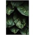 Picture of Jungle Leaves  _GroupedProduct_Rectangle_Portrait_Photography _GroupedProduct_Rectangle_Portrait_Canvas_Framed_