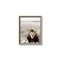 Picture of Lion Stare _GroupedProduct_Rectangle_Portrait_Photography _GroupedProduct_Rectangle_Portrait_Canvas_Framed_