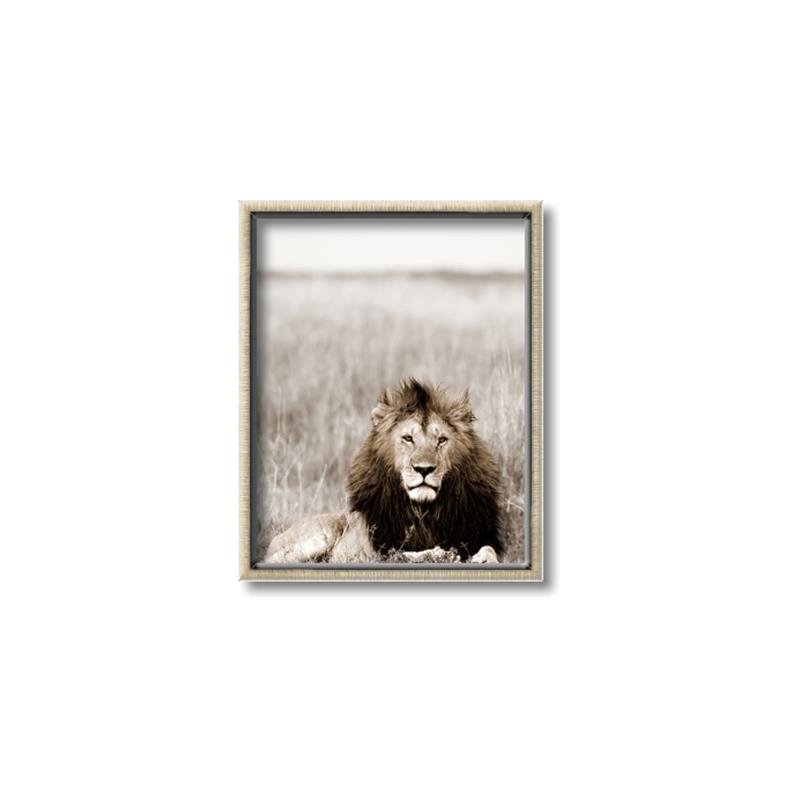 Picture of Lion Stare _GroupedProduct_Rectangle_Portrait_Photography _GroupedProduct_Rectangle_Portrait_Canvas_Framed_