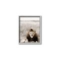 Picture of Lion Stare _GroupedProduct_Rectangle_Portrait_Photography _GroupedProduct_Rectangle_Portrait_Canvas_Framed_