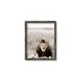 Picture of Lion Stare _GroupedProduct_Rectangle_Portrait_Photography _GroupedProduct_Rectangle_Portrait_Canvas_Framed_