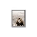 Picture of Lion Stare _GroupedProduct_Rectangle_Portrait_Photography _GroupedProduct_Rectangle_Portrait_Canvas_Framed_