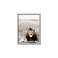 Picture of Lion Stare _GroupedProduct_Rectangle_Portrait_Photography _GroupedProduct_Rectangle_Portrait_Canvas_Framed_