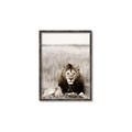 Picture of Lion Stare _GroupedProduct_Rectangle_Portrait_Photography _GroupedProduct_Rectangle_Portrait_Canvas_Framed_