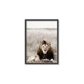 Picture of Lion Stare _GroupedProduct_Rectangle_Portrait_Photography _GroupedProduct_Rectangle_Portrait_Canvas_Framed_