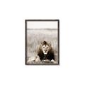 Picture of Lion Stare _GroupedProduct_Rectangle_Portrait_Photography _GroupedProduct_Rectangle_Portrait_Canvas_Framed_