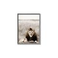 Picture of Lion Stare _GroupedProduct_Rectangle_Portrait_Photography _GroupedProduct_Rectangle_Portrait_Canvas_Framed_