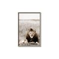 Picture of Lion Stare _GroupedProduct_Rectangle_Portrait_Photography _GroupedProduct_Rectangle_Portrait_Canvas_Framed_