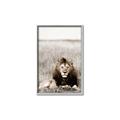 Picture of Lion Stare _GroupedProduct_Rectangle_Portrait_Photography _GroupedProduct_Rectangle_Portrait_Canvas_Framed_