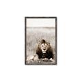 Picture of Lion Stare _GroupedProduct_Rectangle_Portrait_Photography _GroupedProduct_Rectangle_Portrait_Canvas_Framed_