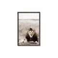 Picture of Lion Stare _GroupedProduct_Rectangle_Portrait_Photography _GroupedProduct_Rectangle_Portrait_Canvas_Framed_