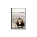 Picture of Lion Stare _GroupedProduct_Rectangle_Portrait_Photography _GroupedProduct_Rectangle_Portrait_Canvas_Framed_