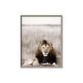 Picture of Lion Stare _GroupedProduct_Rectangle_Portrait_Photography _GroupedProduct_Rectangle_Portrait_Canvas_Framed_