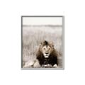 Picture of Lion Stare _GroupedProduct_Rectangle_Portrait_Photography _GroupedProduct_Rectangle_Portrait_Canvas_Framed_