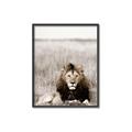 Picture of Lion Stare _GroupedProduct_Rectangle_Portrait_Photography _GroupedProduct_Rectangle_Portrait_Canvas_Framed_