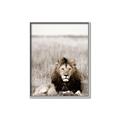 Picture of Lion Stare _GroupedProduct_Rectangle_Portrait_Photography _GroupedProduct_Rectangle_Portrait_Canvas_Framed_