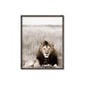 Picture of Lion Stare _GroupedProduct_Rectangle_Portrait_Photography _GroupedProduct_Rectangle_Portrait_Canvas_Framed_