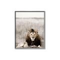Picture of Lion Stare _GroupedProduct_Rectangle_Portrait_Photography _GroupedProduct_Rectangle_Portrait_Canvas_Framed_